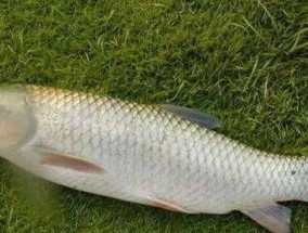 如何选择最佳鱼饵搭配？掌握钓鱼技巧的鱼饵搭配公式是什么？
