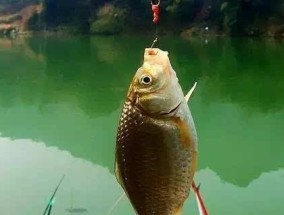 钓鱼技巧（以诱饵和垂钓技巧为主，让你的顿口钓鱼活动更加成功）