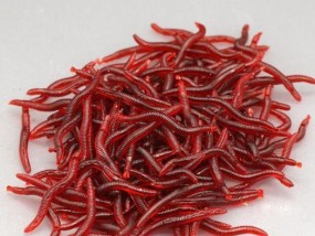 如何正确使用红虫进行钓鱼？红虫钓鱼有哪些常见问题？