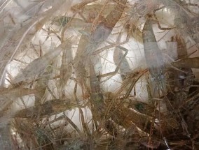 鱼塘中放虾钓鱼技巧（提高钓鱼效果的实用技巧）