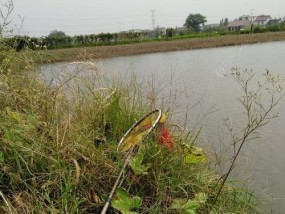 钓鱼专家教你掌握鱼塘排水技巧（实用技巧助你轻松钓获丰收）
