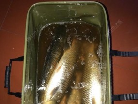 夜间钓鲢鳙的技巧教程（掌握夜间钓鲢鳙的窍门）