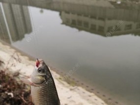 腊山河钓鱼技巧（掌握钓鱼技巧）