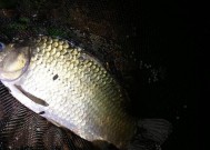 冬天夜钓鲫鱼应该选择多深的水域？有哪些技巧可以提高成功率？