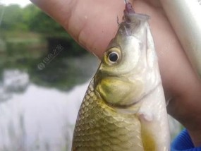 单钩钓鱼挂饵技巧教程？如何提高钓鱼成功率？