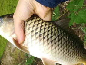 钓鱼饵料技巧大揭秘（提升钓鱼技巧，选择适合的饵料）