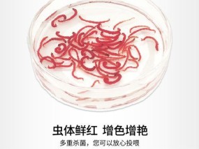 利用冰鲜红虫钓鱼的技巧和方法（冰鲜红虫钓鱼，提升你的钓鱼成功率）