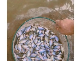 鳑鲏鱼钓鱼技巧大揭秘（轻松掌握钓鳑鲏的技巧与心得）
