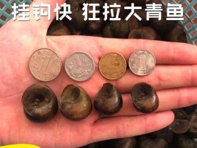 如何高效捡螺蛳？掌握这些钓鱼捡螺蛳技巧能提高效率吗？