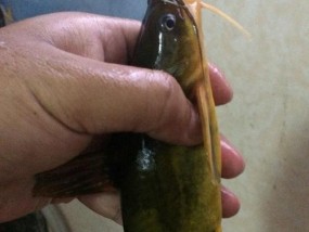 北方蚯蚓钓鱼技巧有哪些？如何提高钓鱼成功率？