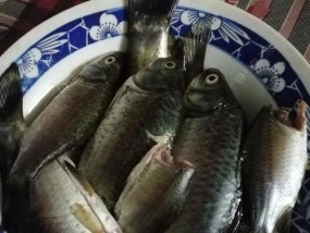 小杂鱼闹窝的钓鱼技巧（解决小杂鱼闹窝问题的有效方法）