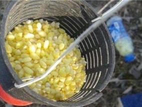 如何掌握钓鱼野钓打窝技巧法？常见问题有哪些？