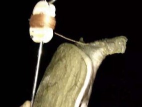 冬季夜钓甲鱼的方法与技巧（冬季夜钓甲鱼）