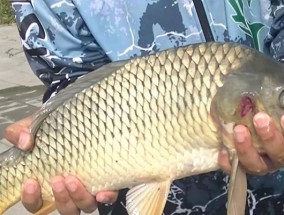 掌握钓鱼技巧，选对合适鱼线是关键（了解不同鱼线特点，提升钓鱼成功率）