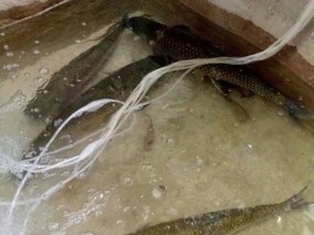 冬季钓鲫鱼技巧大揭秘（掌握钓点选取、饵料选择和调漂技巧，轻松钓到满篮的鲫鱼！）
