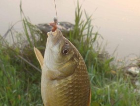 带孩子看钓鱼技巧有哪些？如何培养孩子的钓鱼兴趣？