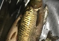 冬天筏竿夜钓鲫鱼有哪些技巧？如何提高钓鲫鱼的成功率？