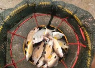 海洋浴场钓鱼技巧有哪些？如何提高钓鱼成功率？