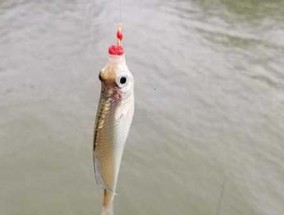 夏日钓浮技巧，畅享丰收（探寻钓鱼技巧，夏日垂钓如虎添翼）