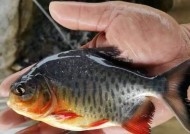 淡水红鲳鱼垂钓方法和技巧是什么？如何提高垂钓成功率？