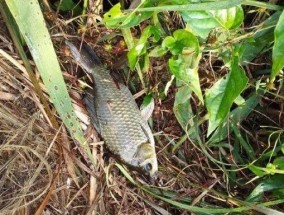 初夏小野塘钓鱼技巧（探寻初夏小野塘钓鱼的乐趣）