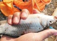 海钓鱼技巧之巧妙挂饵的艺术（掌握关键方法）