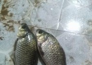 端午节夜钓技巧有哪些？夜钓方法如何掌握？