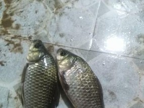 端午节夜钓技巧有哪些？夜钓方法如何掌握？