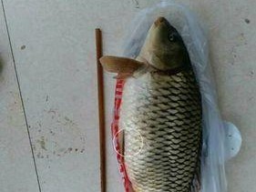 野钓鲫鱼鲤鱼时如何选择最佳饵料配方？掌握这些钓鱼技巧了吗？