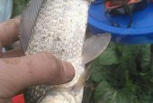 冬天结冰野钓鲫鱼技巧是什么？如何提高钓鲫鱼的成功率？