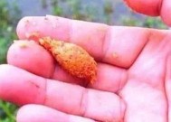 钓鱼快速压线技巧有哪些？如何有效掌握压线技巧提高钓鱼效率？