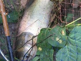 如何掌握钓鱼技巧约链鱼？约链鱼钓鱼技巧有哪些常见问题？