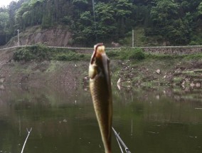 初夏野钓技巧（享受清凉湖泊中的乐趣）