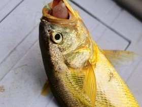 船钓河虾的最佳方法是什么？有哪些技巧可以提高成功率？