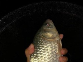 春季夜钓大鱼的技巧与方法（打造专属的春季夜钓秘籍，轻松捕获大鱼）