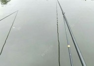 水库手竿马口钓鱼技巧（掌握技巧轻松钓获大马口）