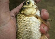 如何用十大技巧钓到大鲫鱼？这些方法你试过吗？