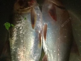 北方春季夜钓鲢鳙技巧有哪些？如何提高钓鲢鳙的成功率？