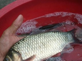 钓鲫鱼的鱼饵使用方法与技巧（小窍门让你轻松钓上大鲫鱼）
