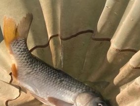 如何在野外钓到野生大鲤鱼（掌握技巧与方法）