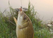 芦苇杆钓鱼技巧与方法（掌握芦苇杆钓鱼的关键要点）
