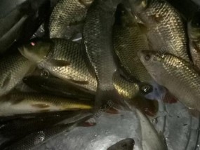 巴茅河钓鱼技巧有哪些？如何提高钓鱼成功率？