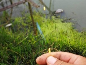 海竿野钓调漂技巧（钓鱼高手教你海竿野钓调漂的实用技巧）