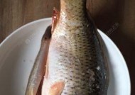 涨潮钓鱼饵料技巧（掌握关键点提升钓鱼效果）
