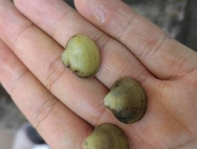 如何掌握钓鱼摸河蚌技巧？常见问题有哪些？