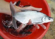 海竿野钓翘嘴技巧教学？如何提高钓翘嘴的成功率？
