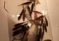 冬天在野河钓鲤鱼有哪些绝密技巧？如何提高钓鲤鱼的成功率？