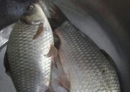 冬天野钓钓鲫鱼的技巧是什么？如何提高冬季钓鲫鱼的成功率？
