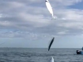 海里沉底钓鱼技巧和方法有哪些？如何提高钓获率？