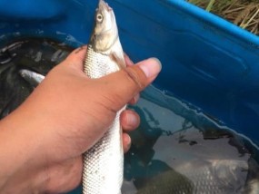 胖胡子钓鱼绝招（大胖胡子的高招和技巧）